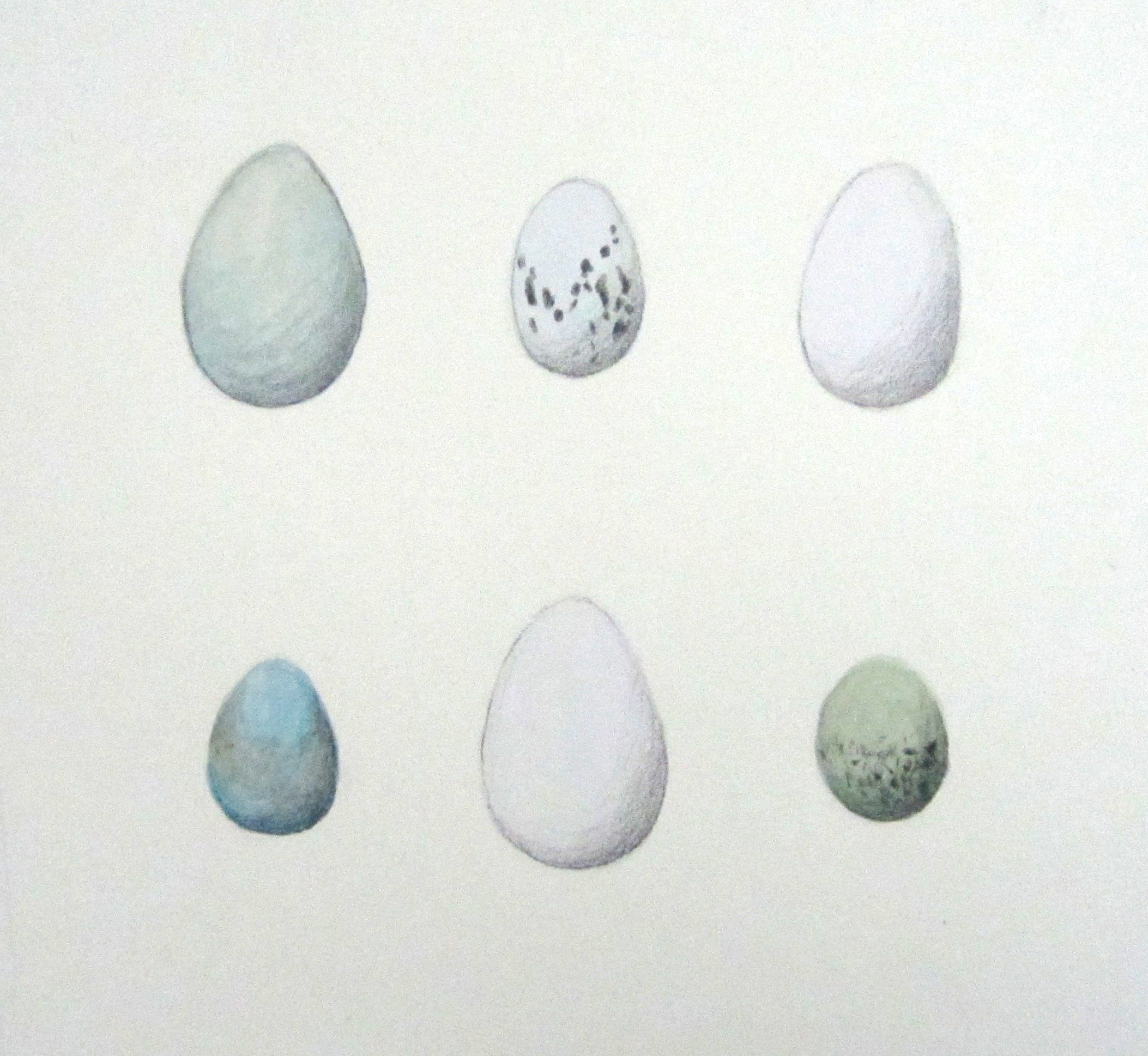 "Blue and White Birds' Eggs", watercolor and pencil, 8x8