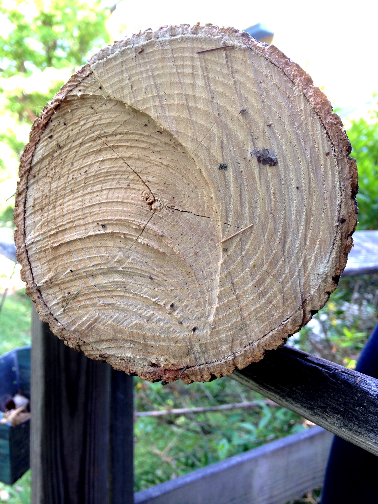 white ash log for basketry