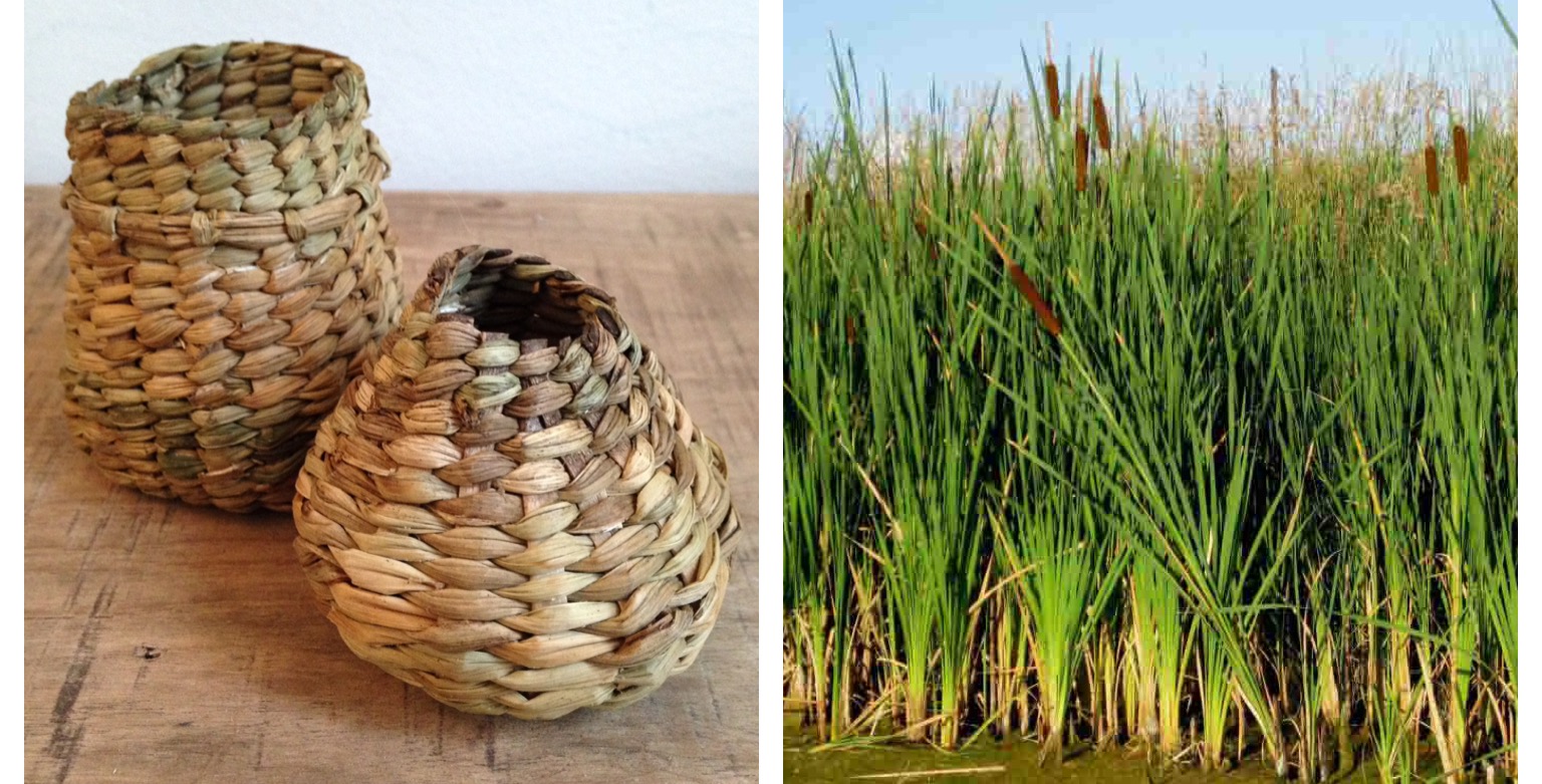 twining with cattails and daylily leaves