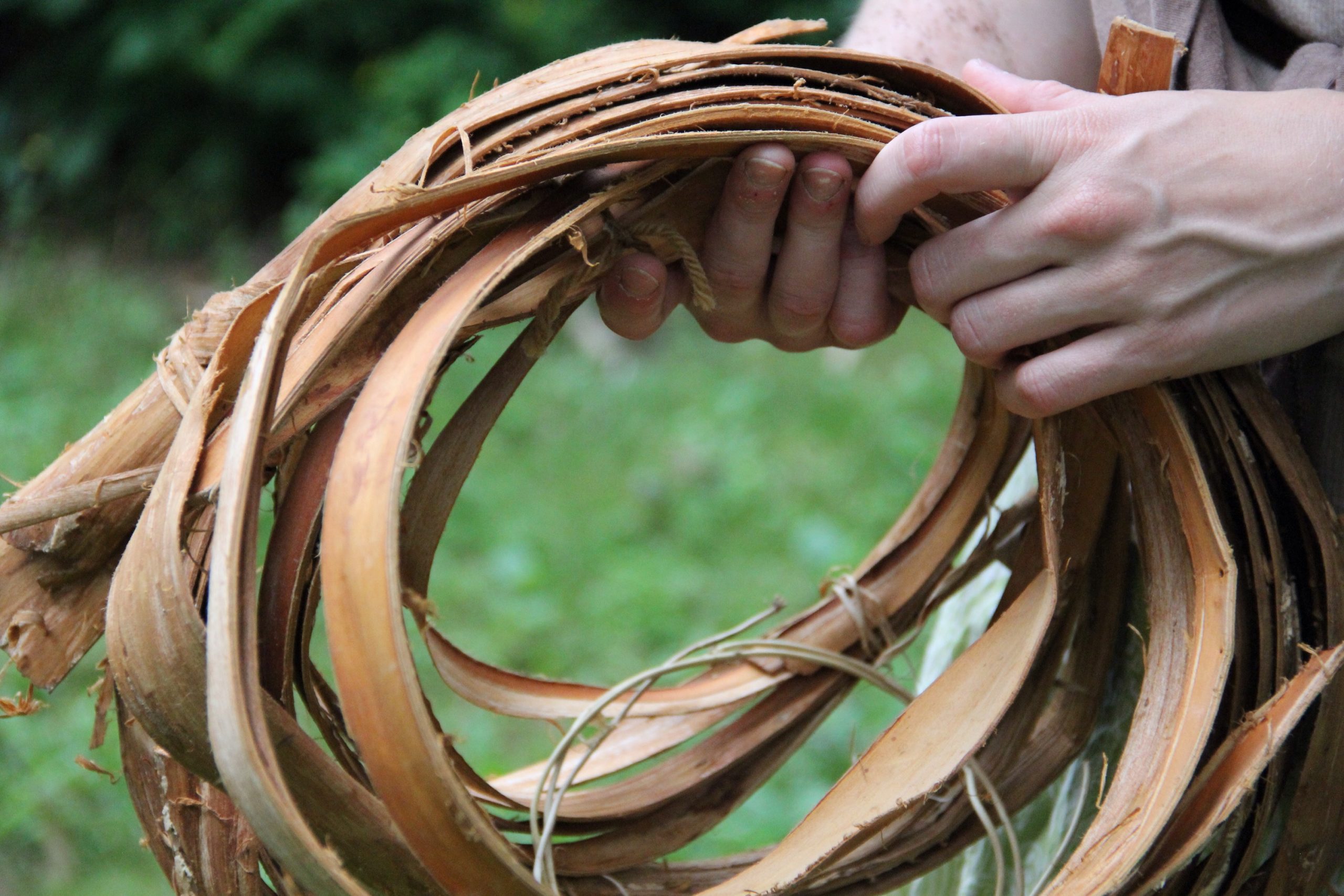 Bark Harvesting And Processing Of Four Northeastern Trees