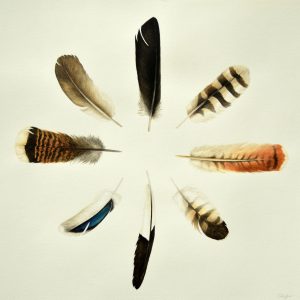 Medicine Feathers for Wild Earth copy