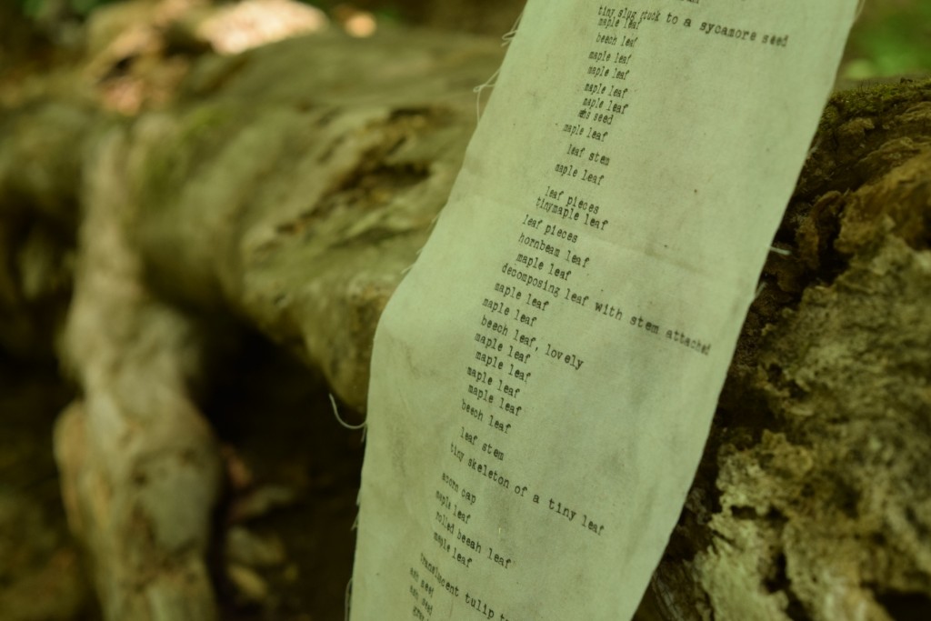 fallen log detail of words