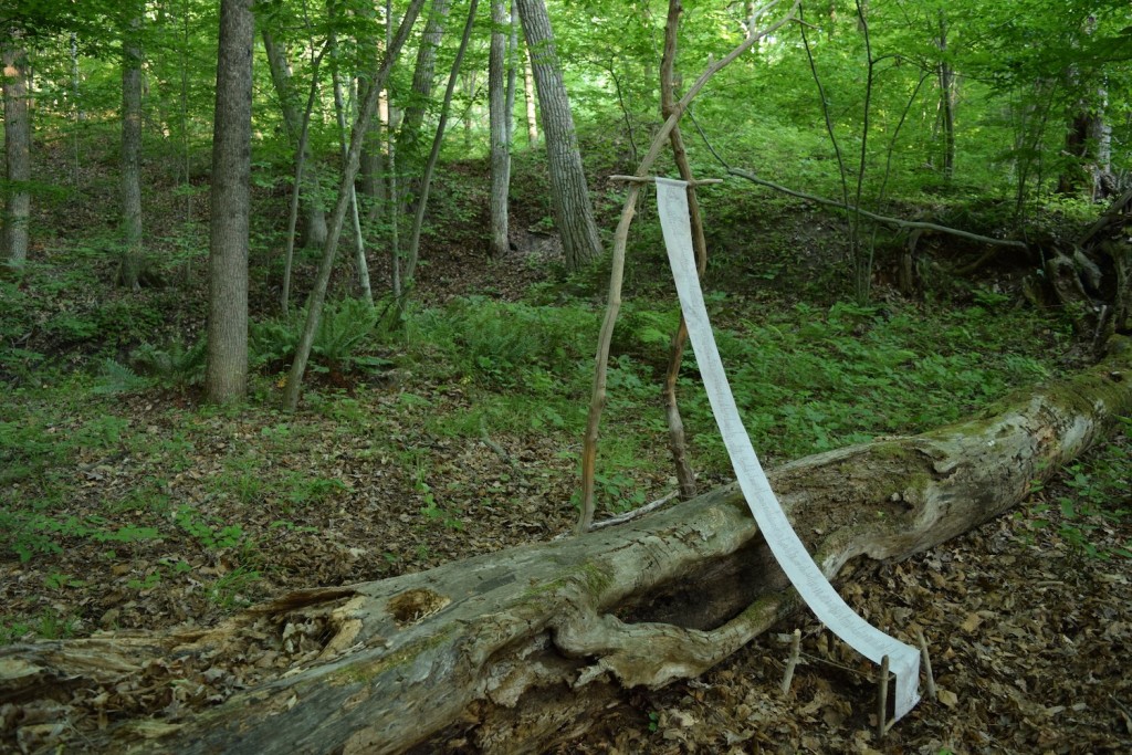 fallen log sample overall view