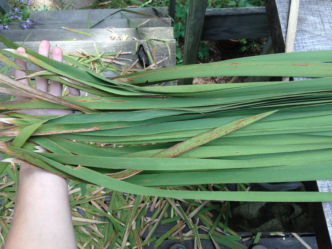 Cattail Harvest Brown Tips