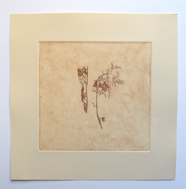 Leaf Skeletons, 10" x 10", etching, edition of 4, $65.00