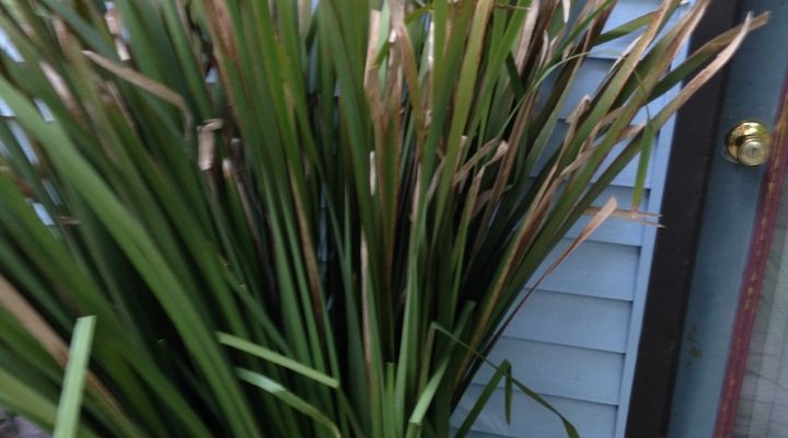 Organizing Cattails For Basketry