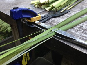 spitting cattails for basketry