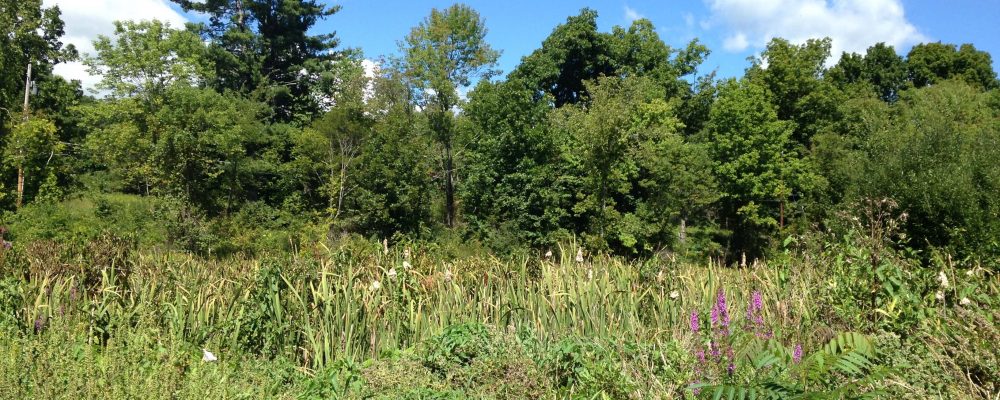 The Cattail Marsh