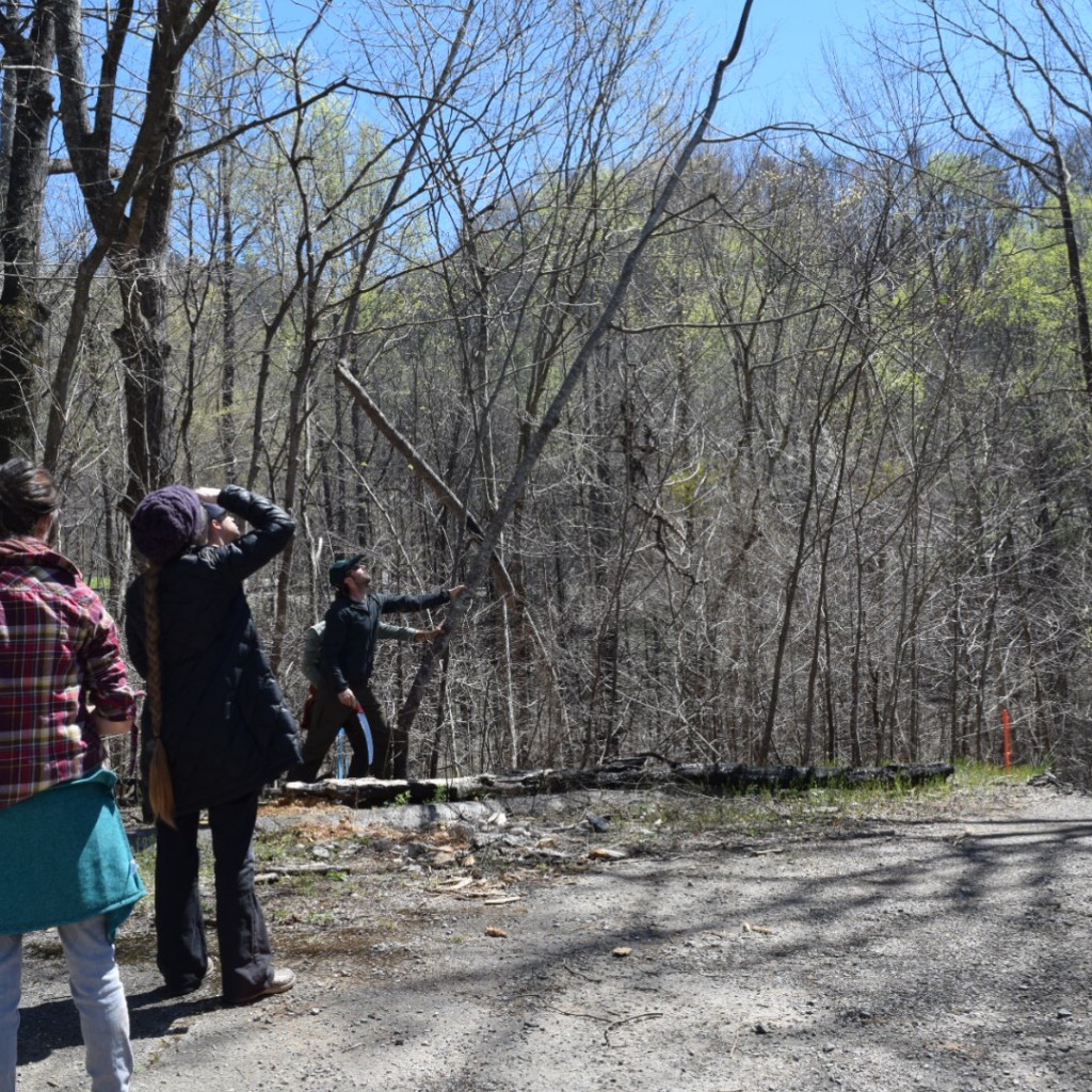 Harvesting A Tulip Poplar