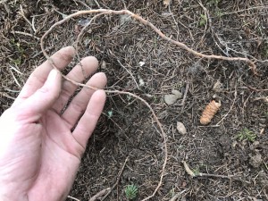 Holding a thin root