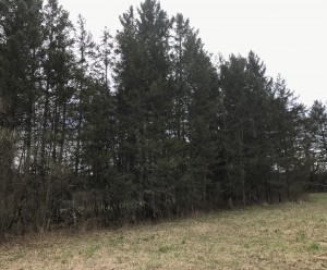 A gathering of white spruce