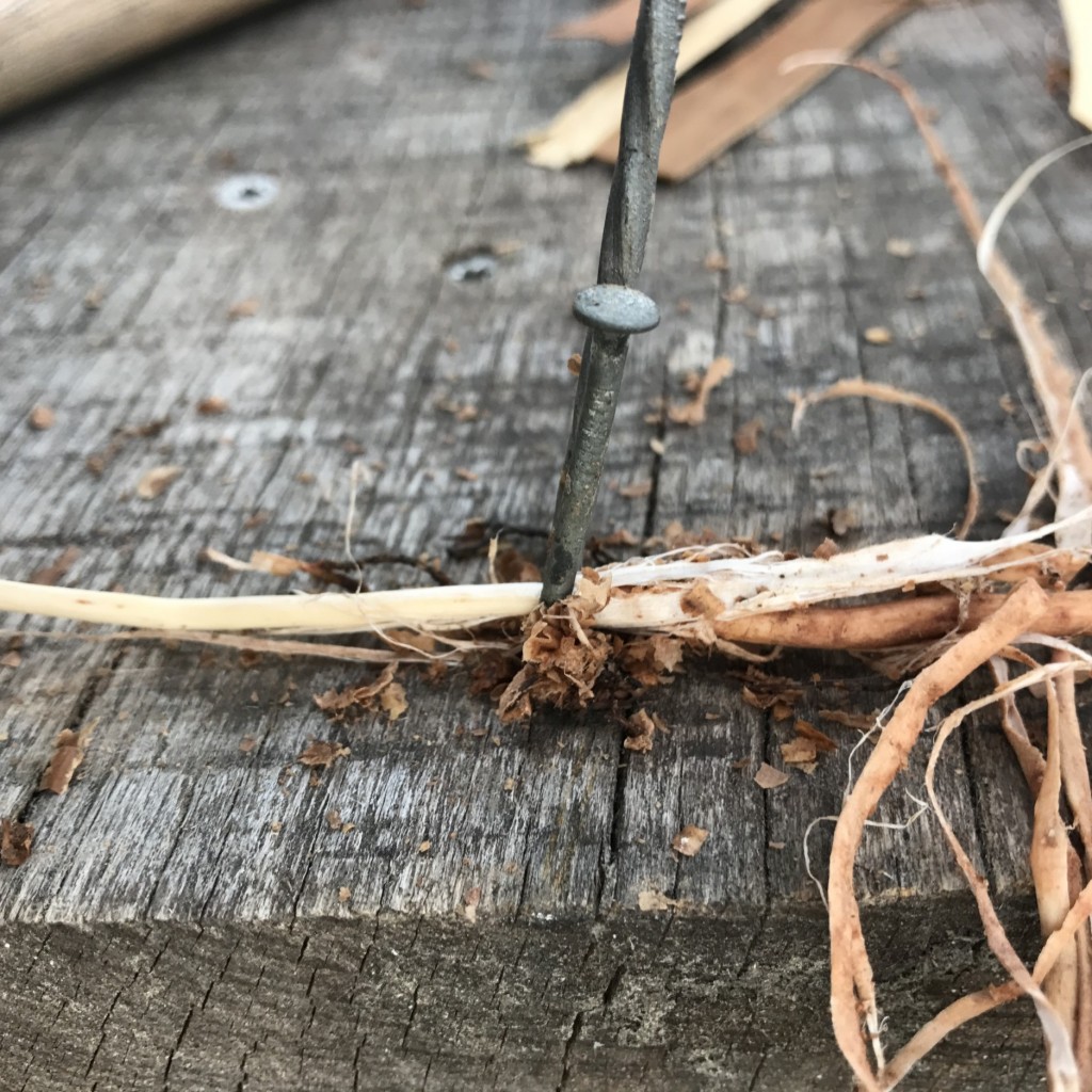 White Inner Root On The Left, Sheath On Right