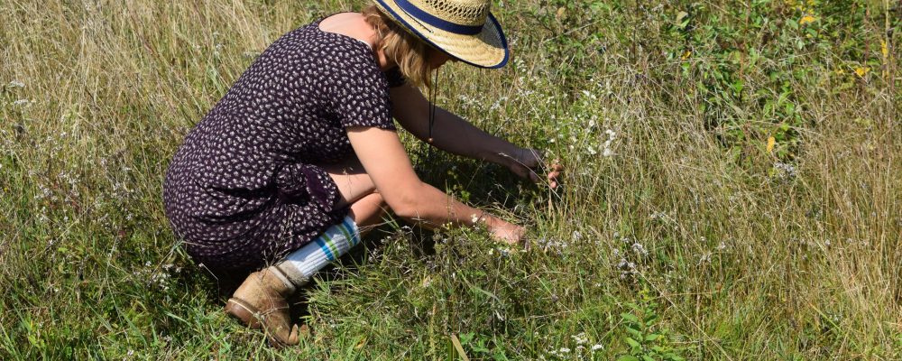 Harvesting Grasses For Coiling