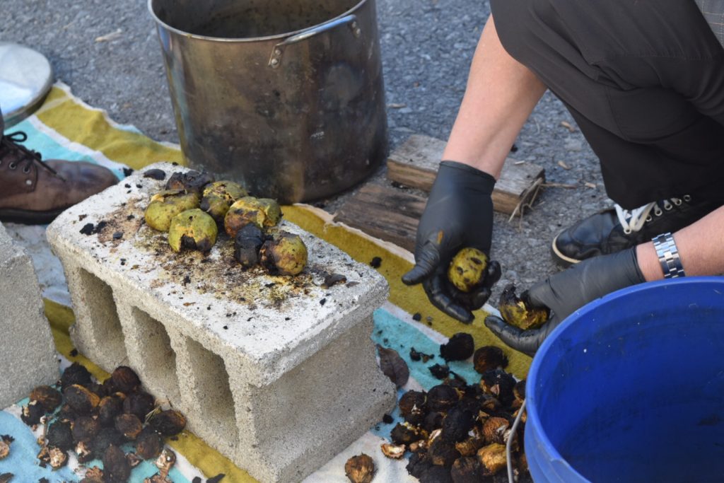 smashing black walnuts