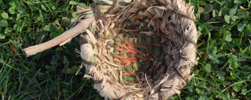 Coiled Basket With Honeysuckle Bark