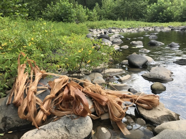 Basswood fiber on the shore of the river