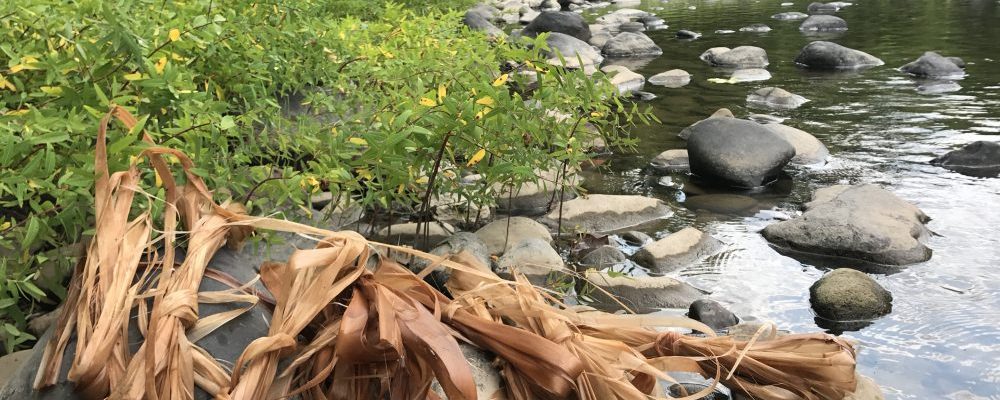 Basswood Fiber On The Shore Of The River