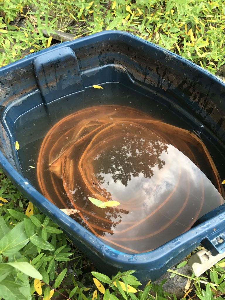 Basswood bark soaking in a bin