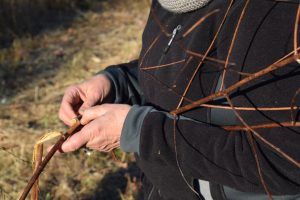 processing dogbane fiber in the field