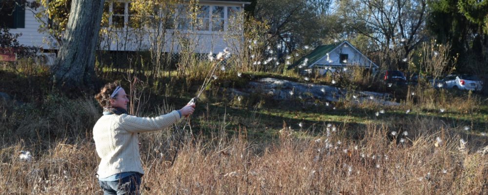 Harvesting Milkweed For Cordage