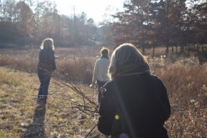 harvesting dogbane and milkweed in the field