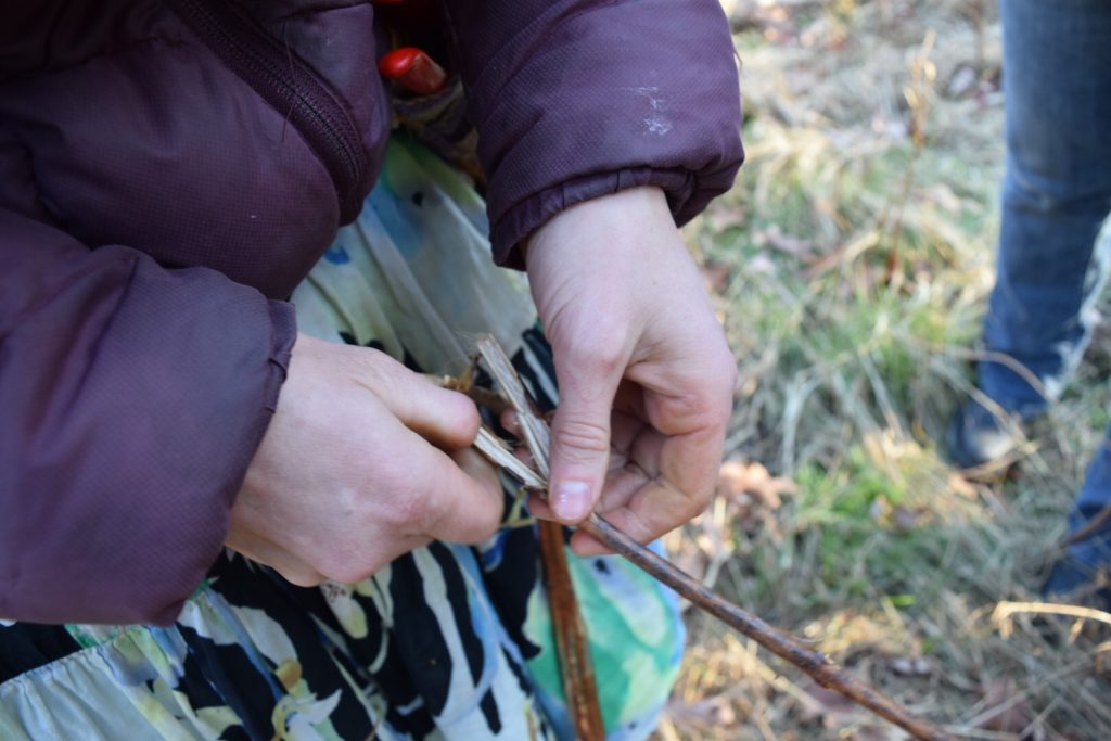 splitting a dogbane stalk