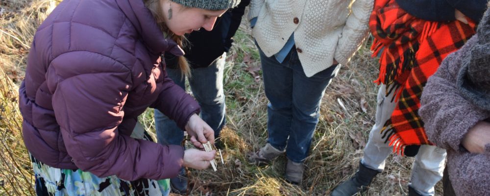 Demonstrating The Processing Of Dogbane Stalks