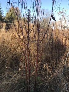 dogbane stalk ready to harvest