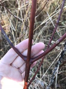 dogbane stalk for cordage 