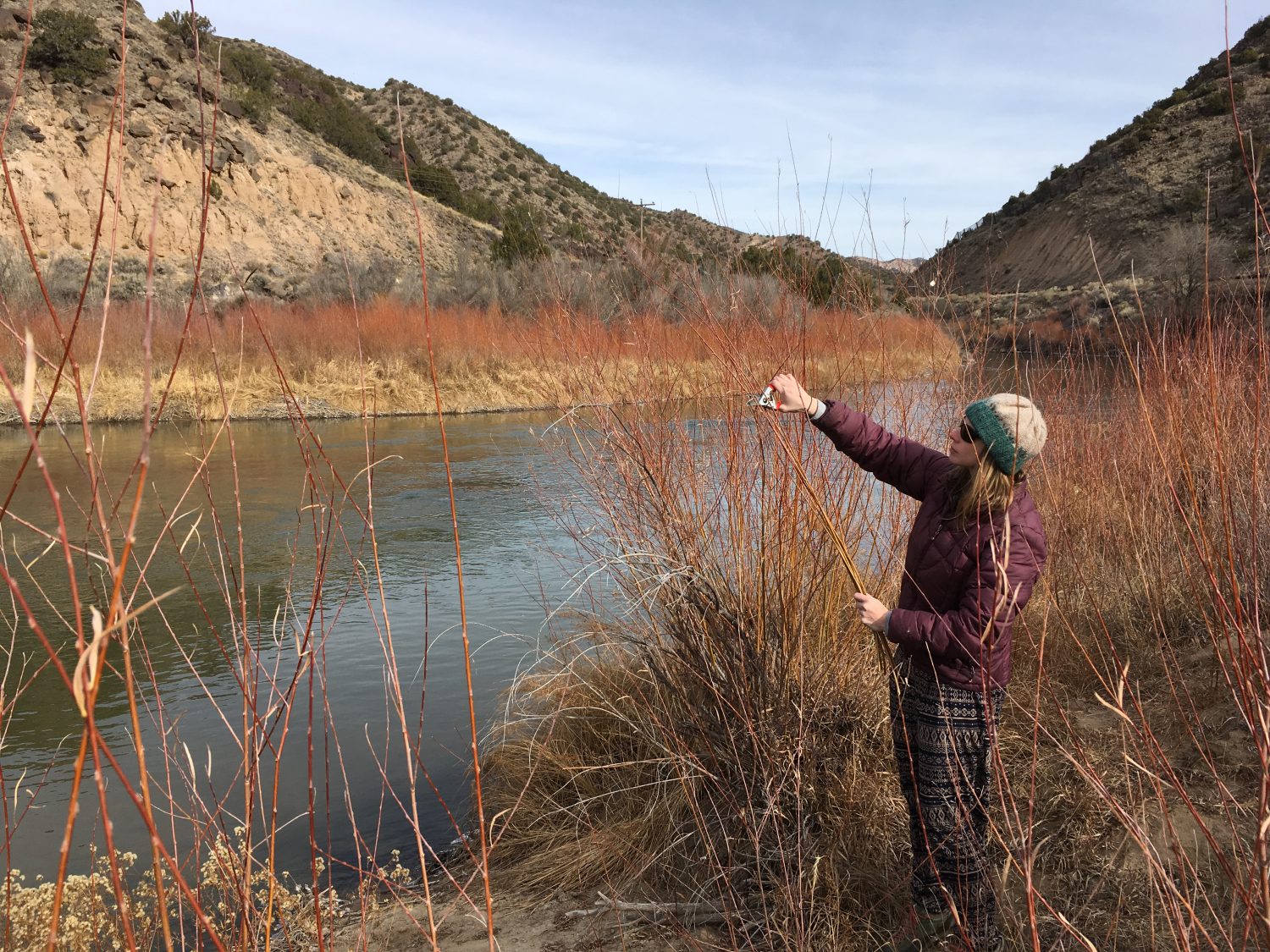 Harvesting Red Willow In Taos