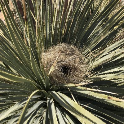 Cactus Wren Nest In A Sotol Plant