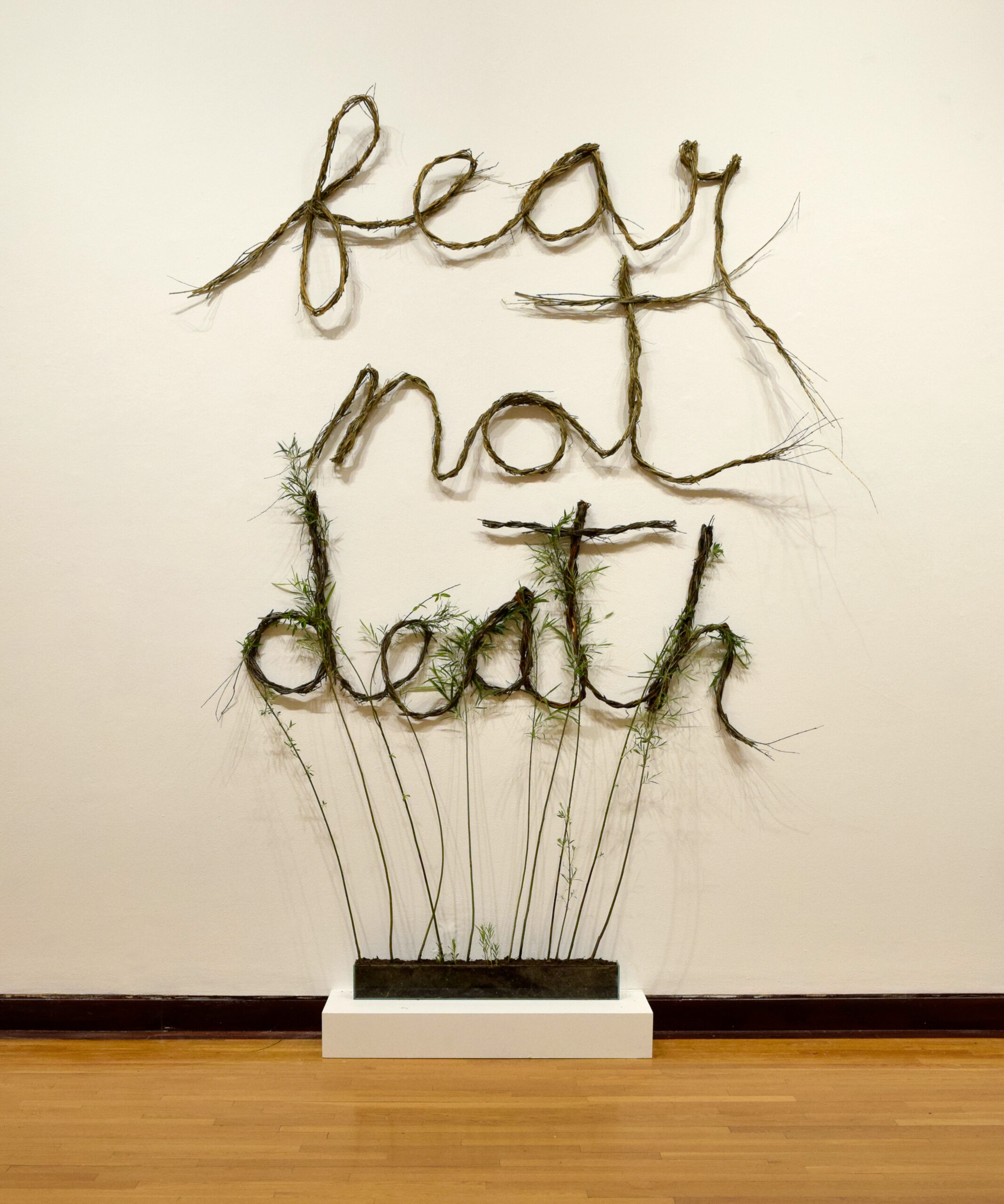 Fear Not Death (Learning from the Willow) 2022. Live willow cuttings, willow rods, soil, stones, water, light.  8’ x 6’ x 14”