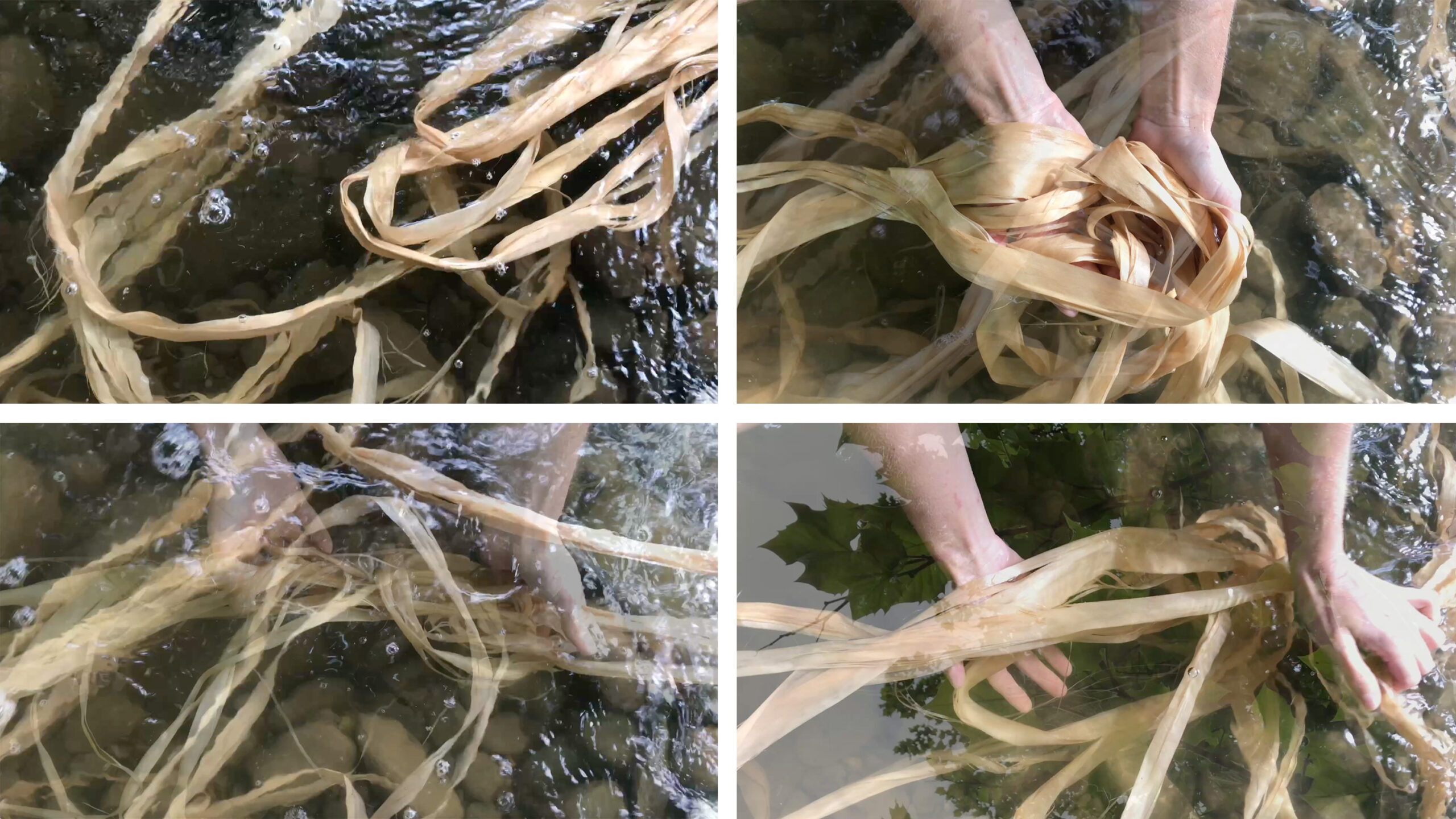 Being with Basswood in the River, 2022, Video projection, Dimensions variable